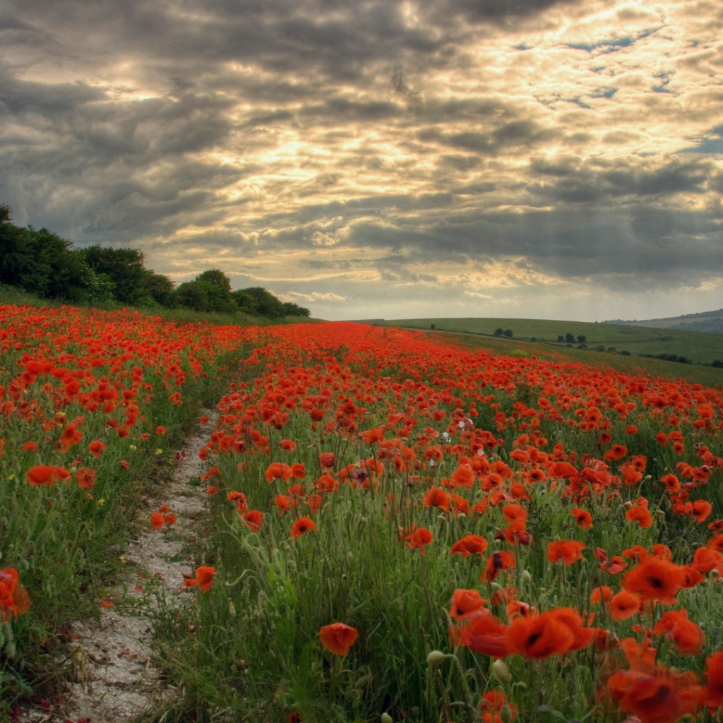 Тропинка через поле мака
