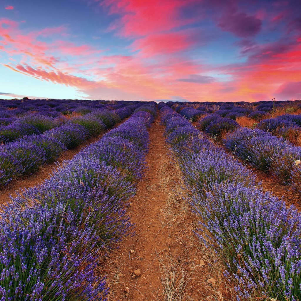 Плантация лаванды