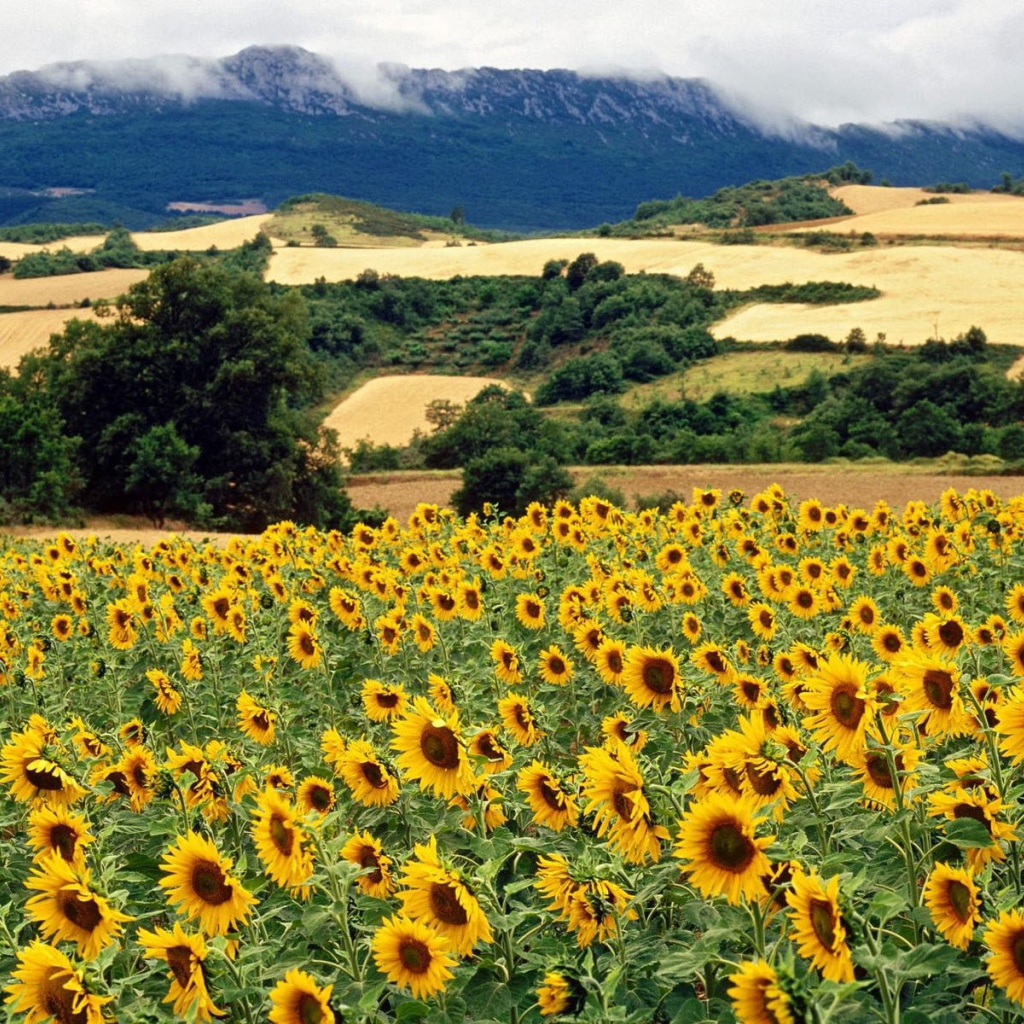 Поле подсолнечника
