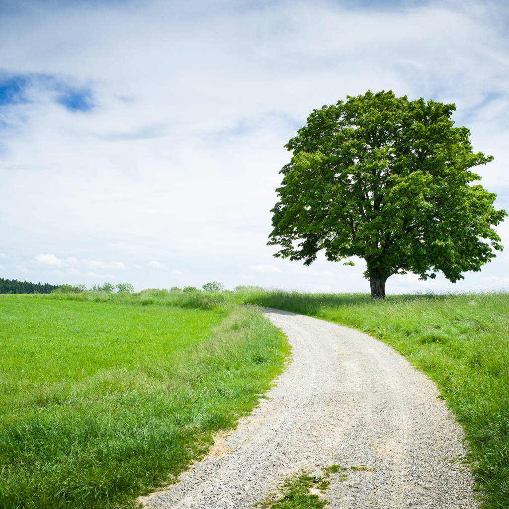 Каштан у дороги