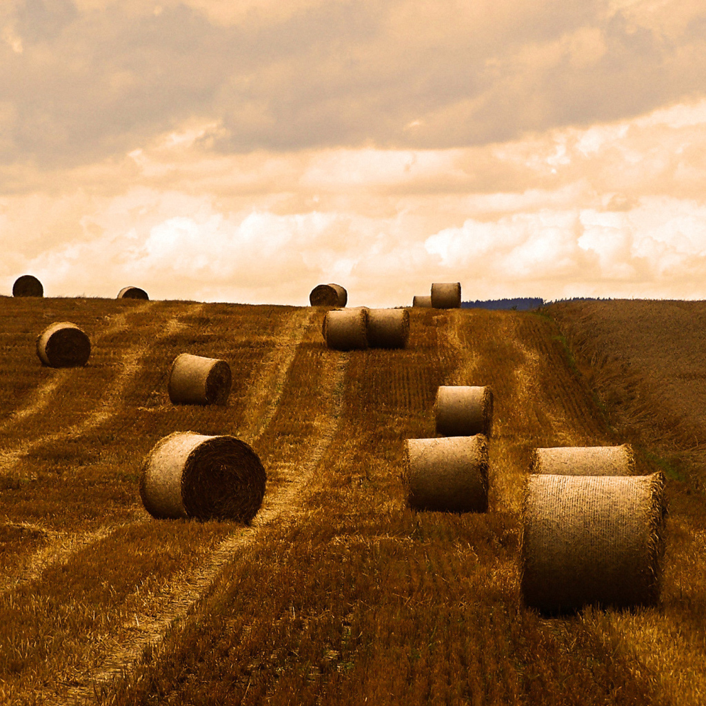 Поле после уборки урожая