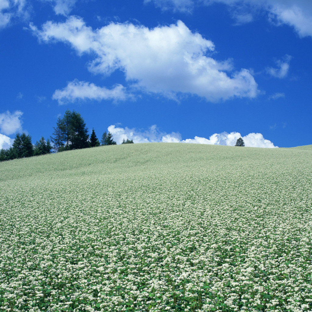 Поле белых цветов