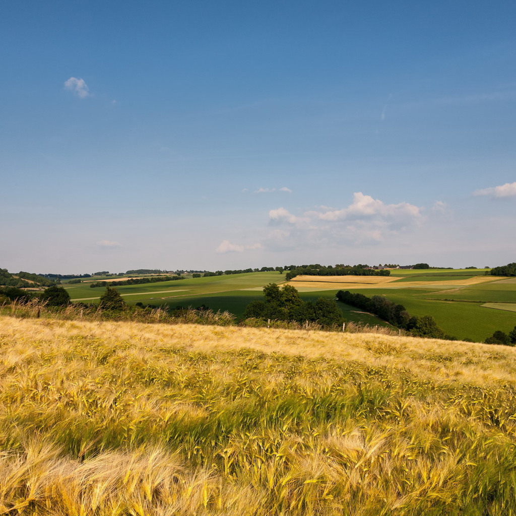Поле до горизонта