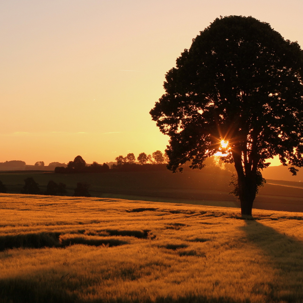 Одинокое дерево на поле