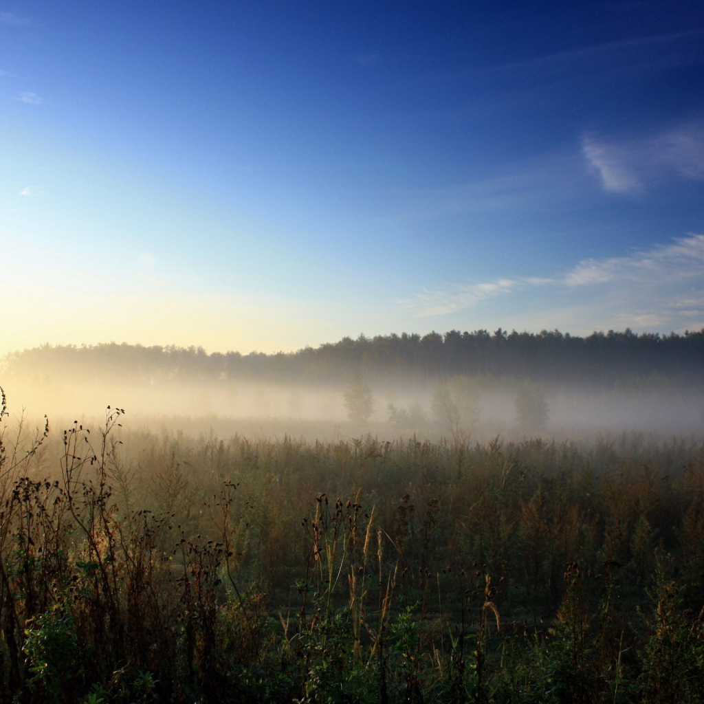 Утренний туман над полем