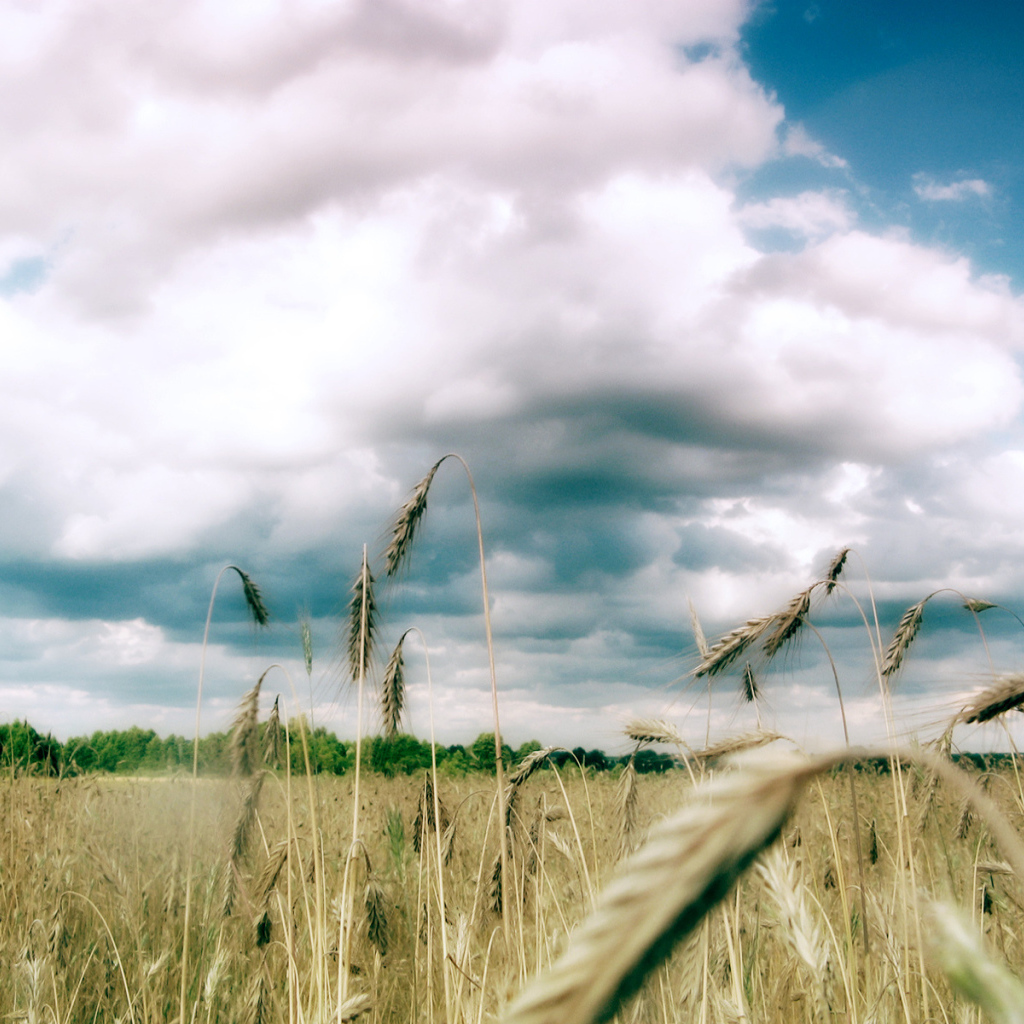 Колоски пшеницы под облаками