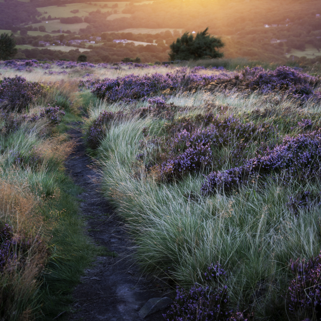 Тропинка через поле