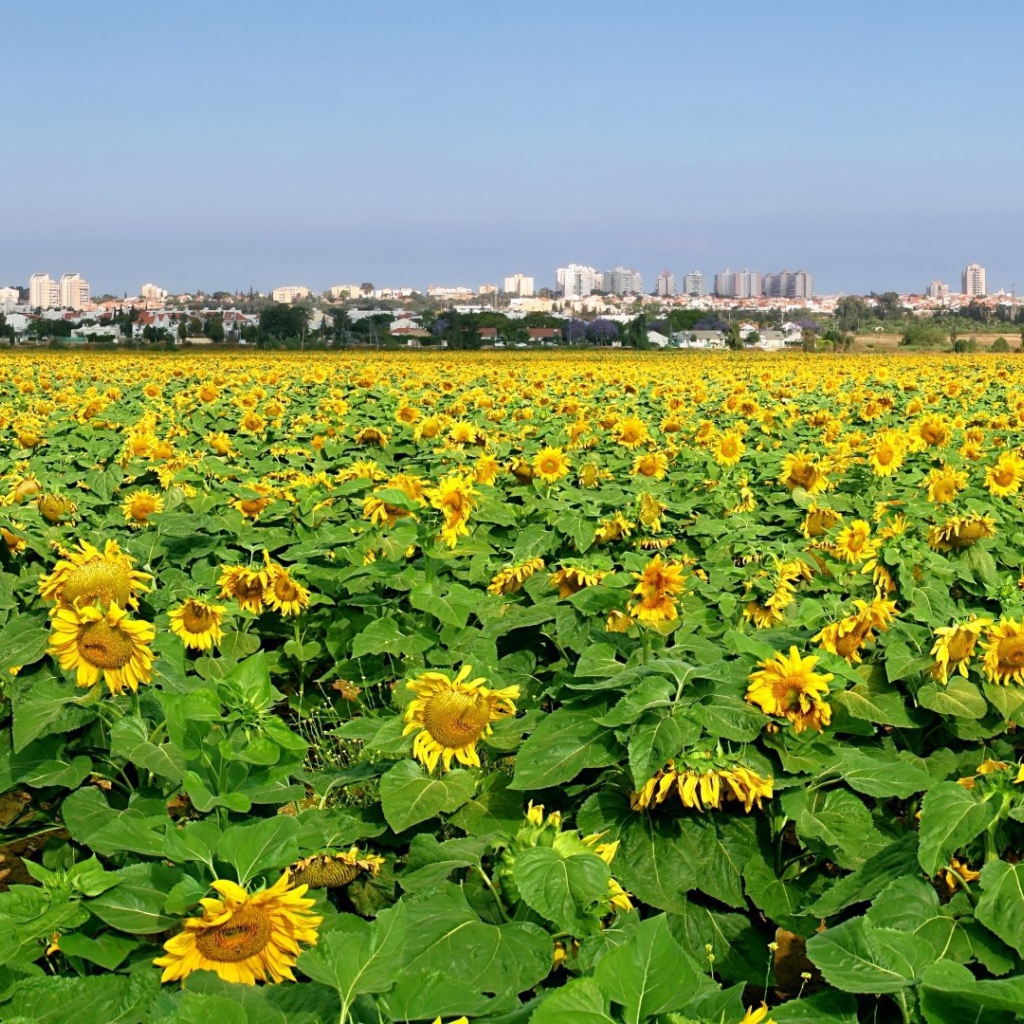 Поле подсолнечника