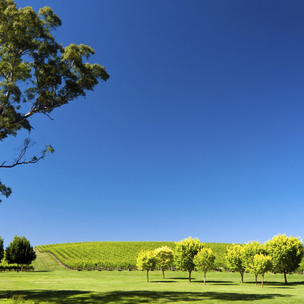 Плантация виноградника