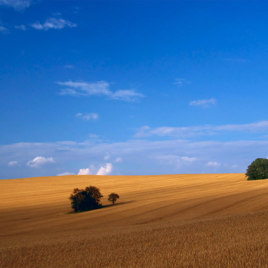 Пшеничное поле