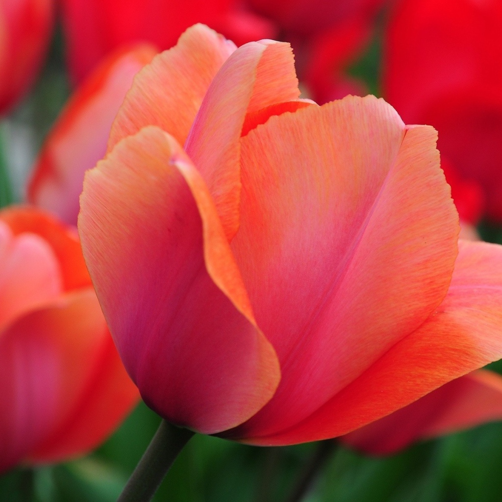 Красивый красный цветок