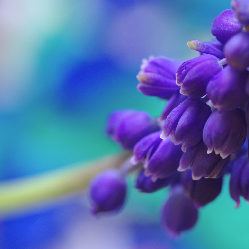Гроздь синих цветов
