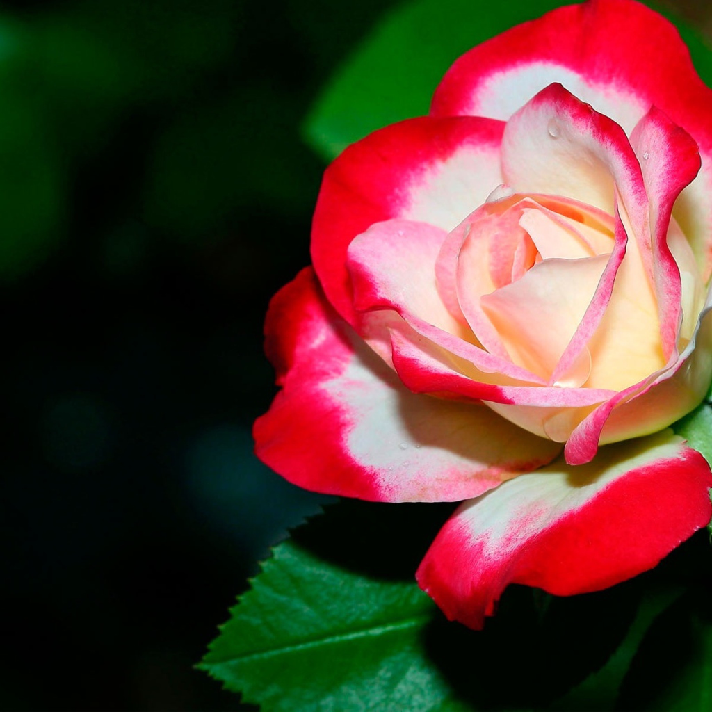 Нежная роза