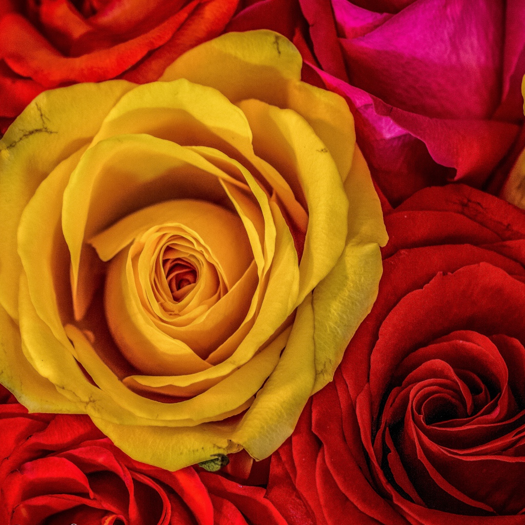 Большое разнообразие роз