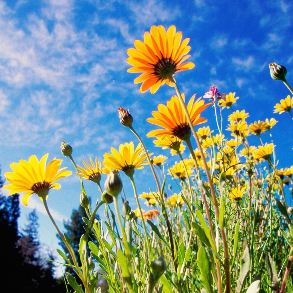 Африканские ромашки