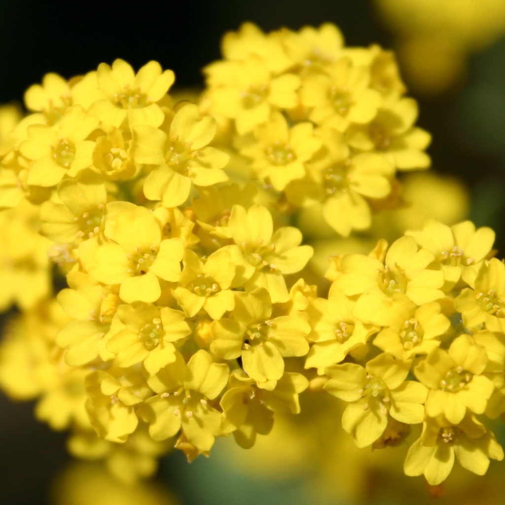Садовые цветы алиссум на дачном участке