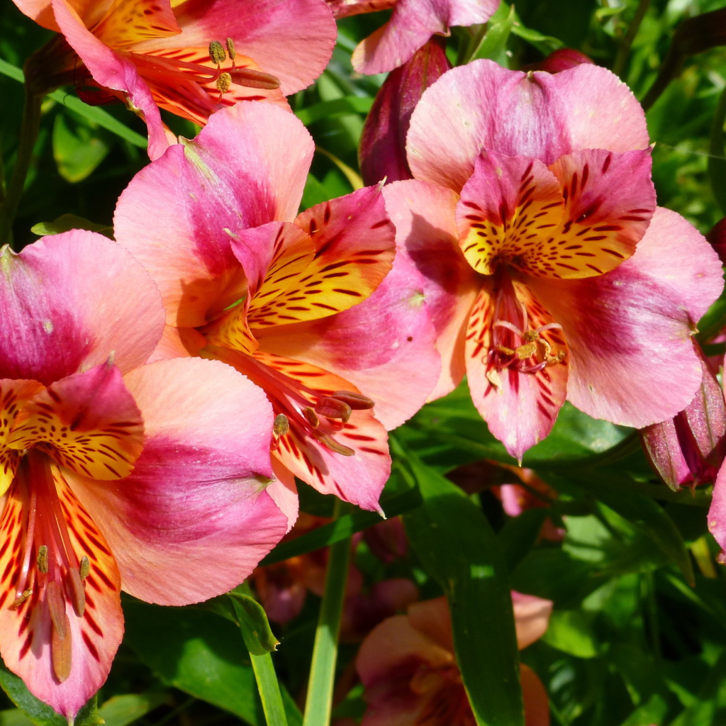 Выращивание цветов альстремерия в саду