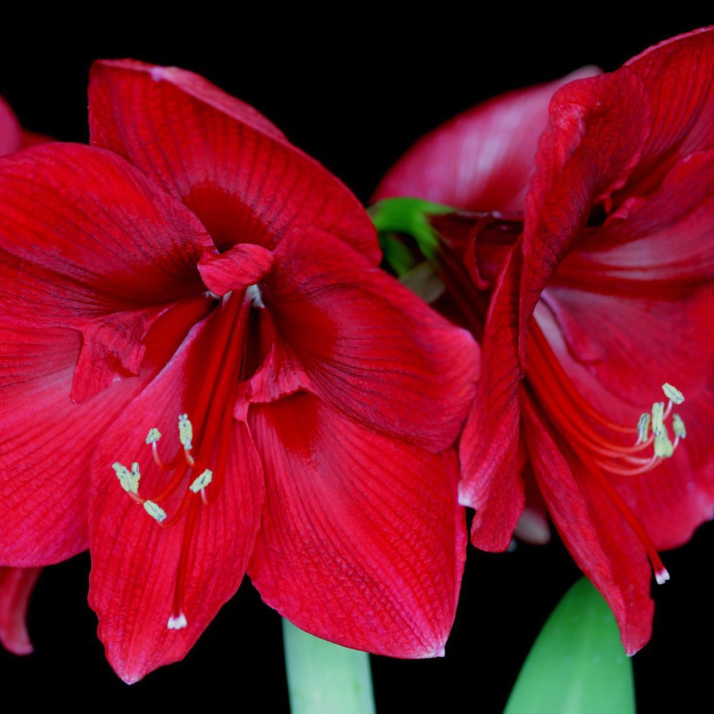 Амариллис в цвету