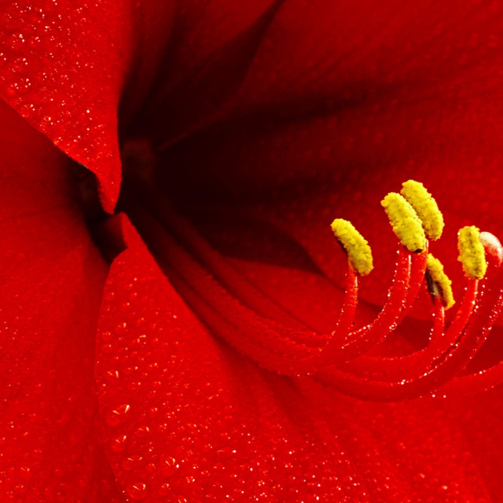 Цветок амариллиса