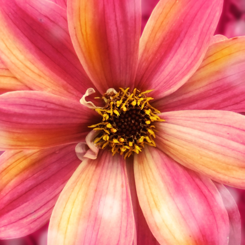 Удивительный цветок