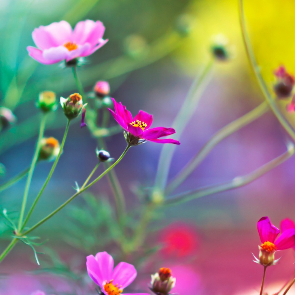 Удивительные цветы