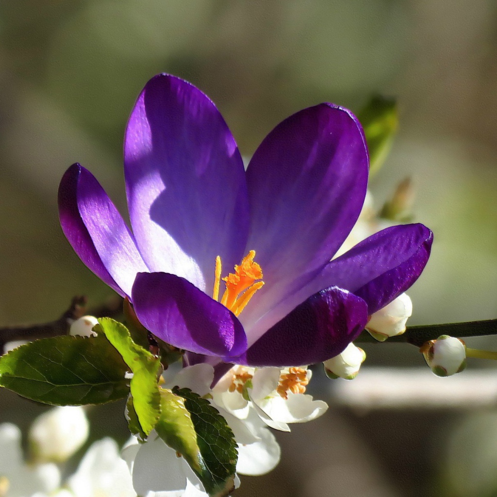 Синий цветок среди белых