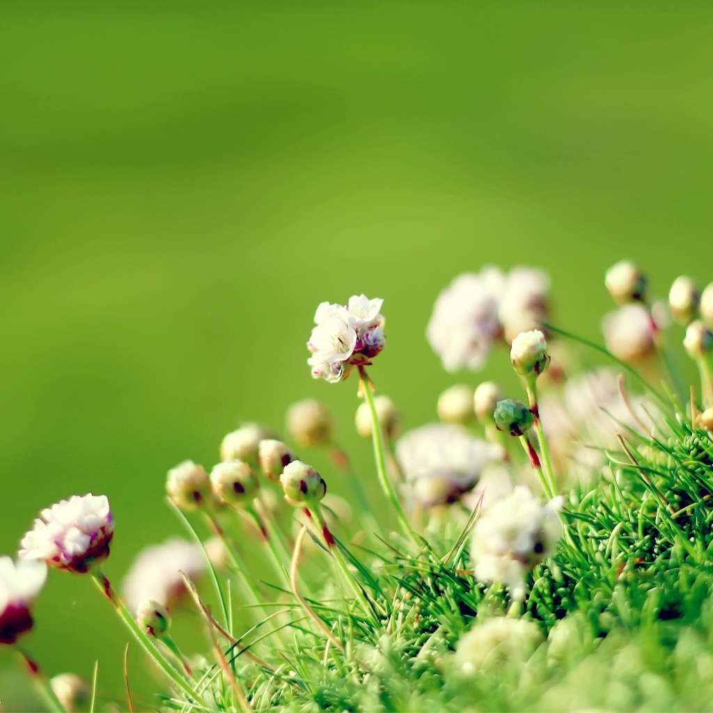 Полевые цветы