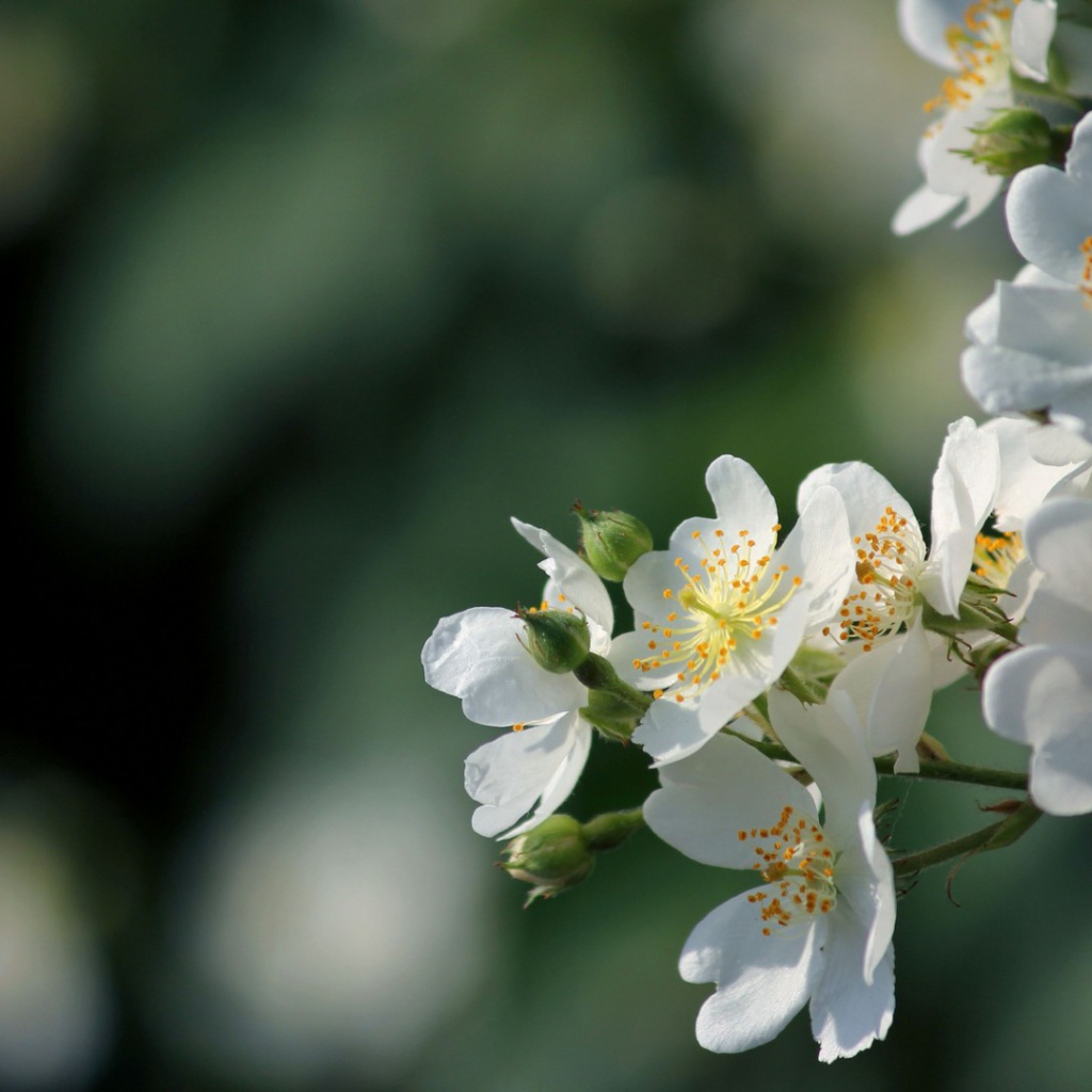 Яблоневый цвет