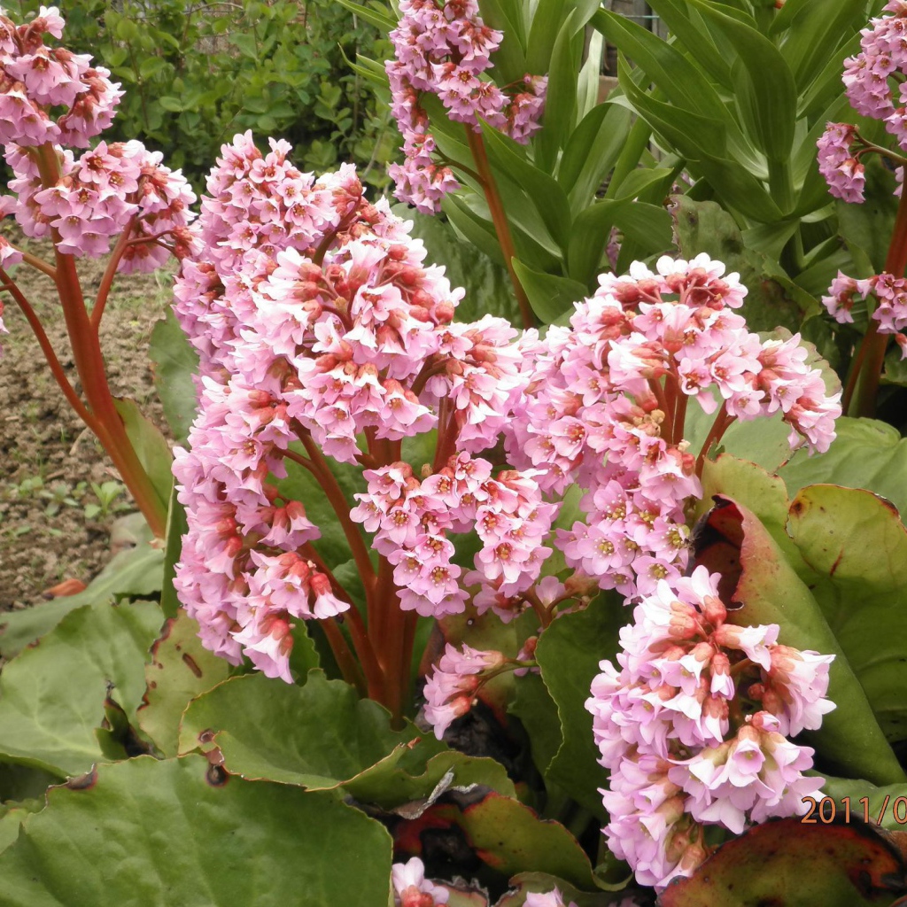 Бадан красивое многолетнее растение