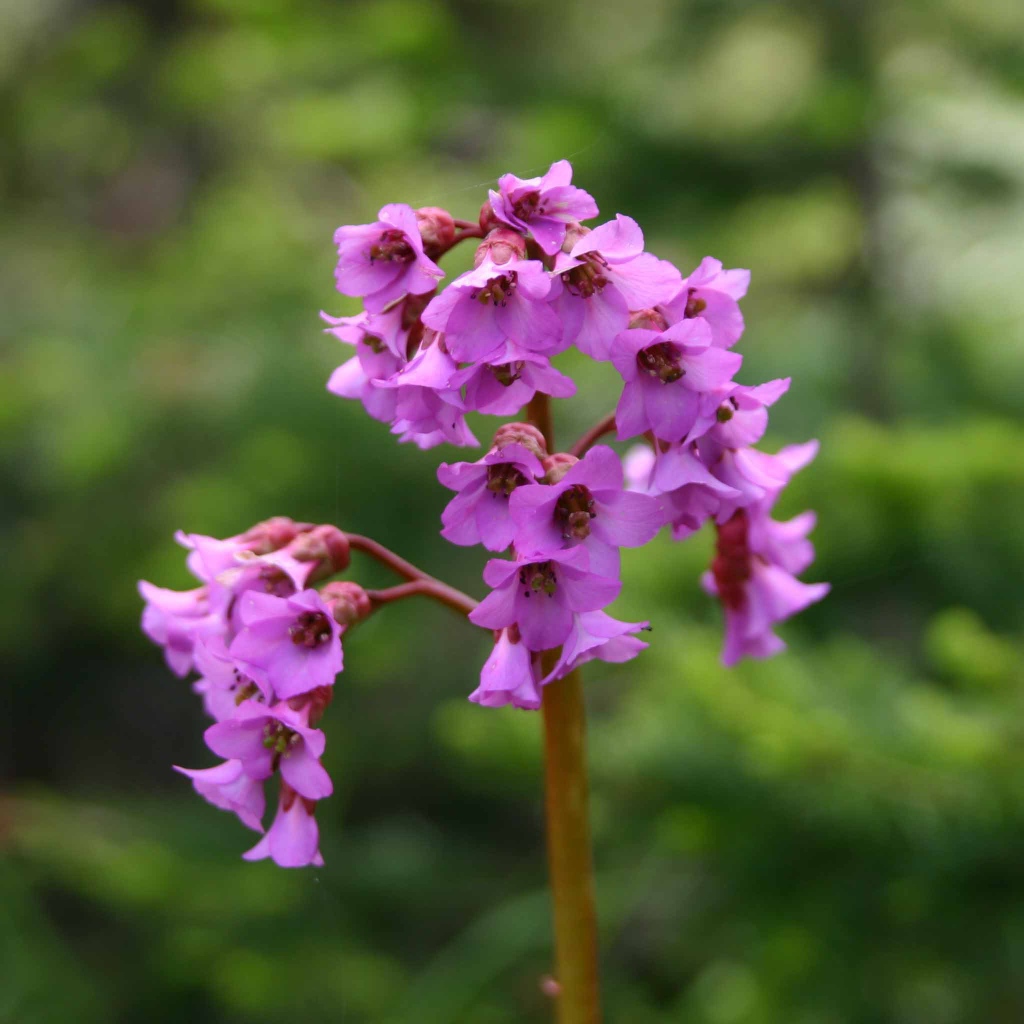 Бадан красивое растение в лесу