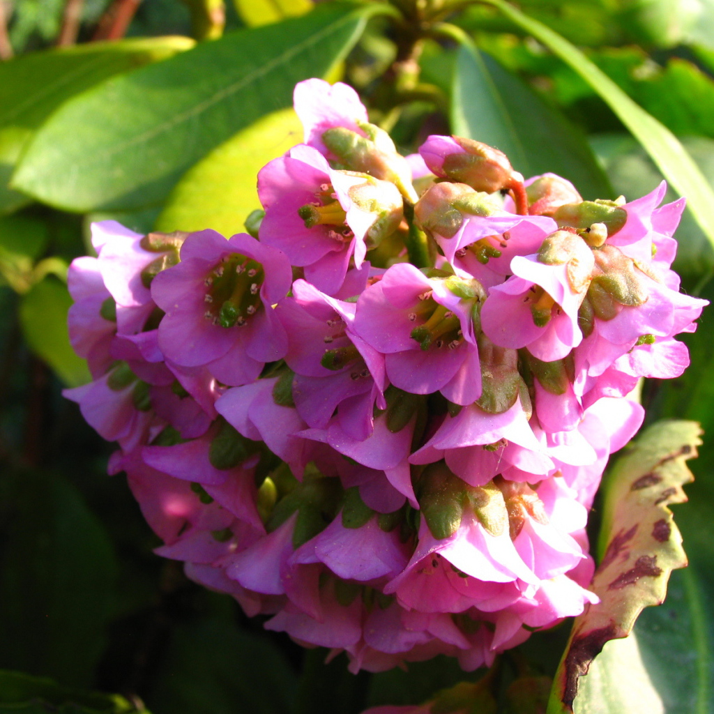 Бадан красивое растение в саду