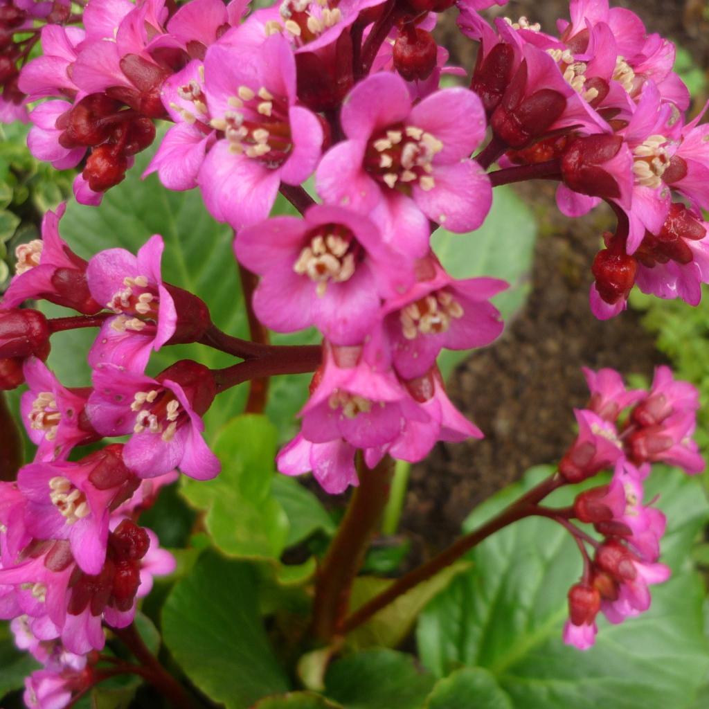 Бадан растение семейство камнеломковых