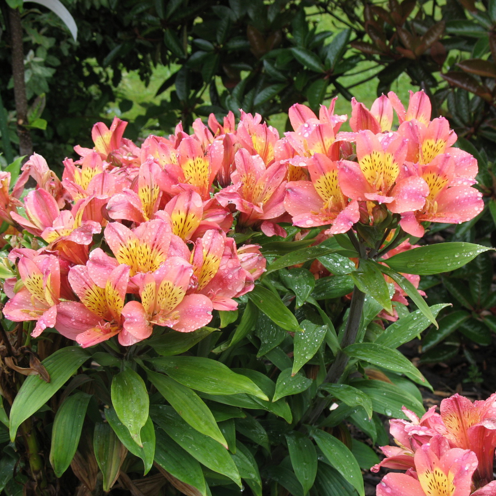 Красивая цветы альстремерия в саду