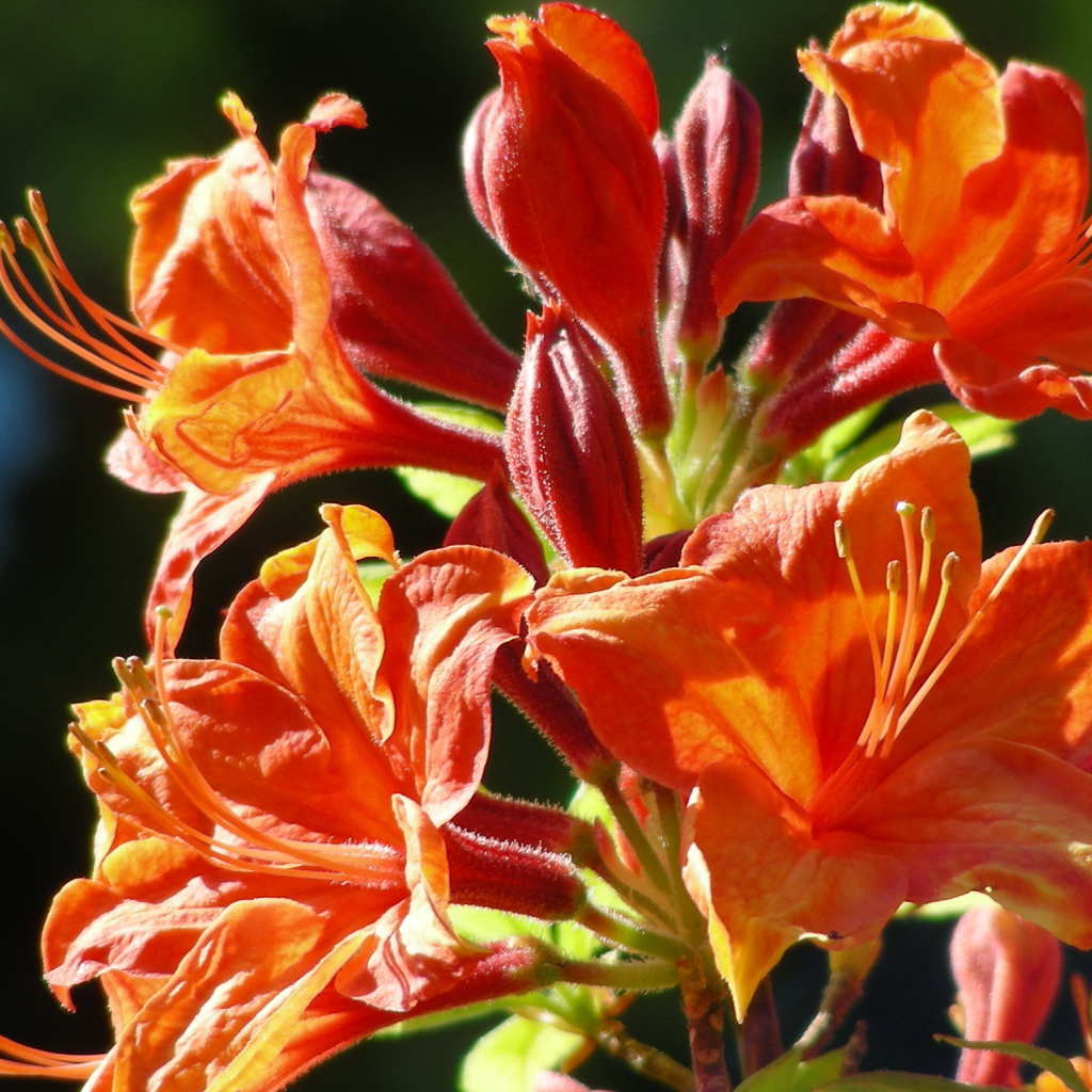 Красивая альстремерия в саду