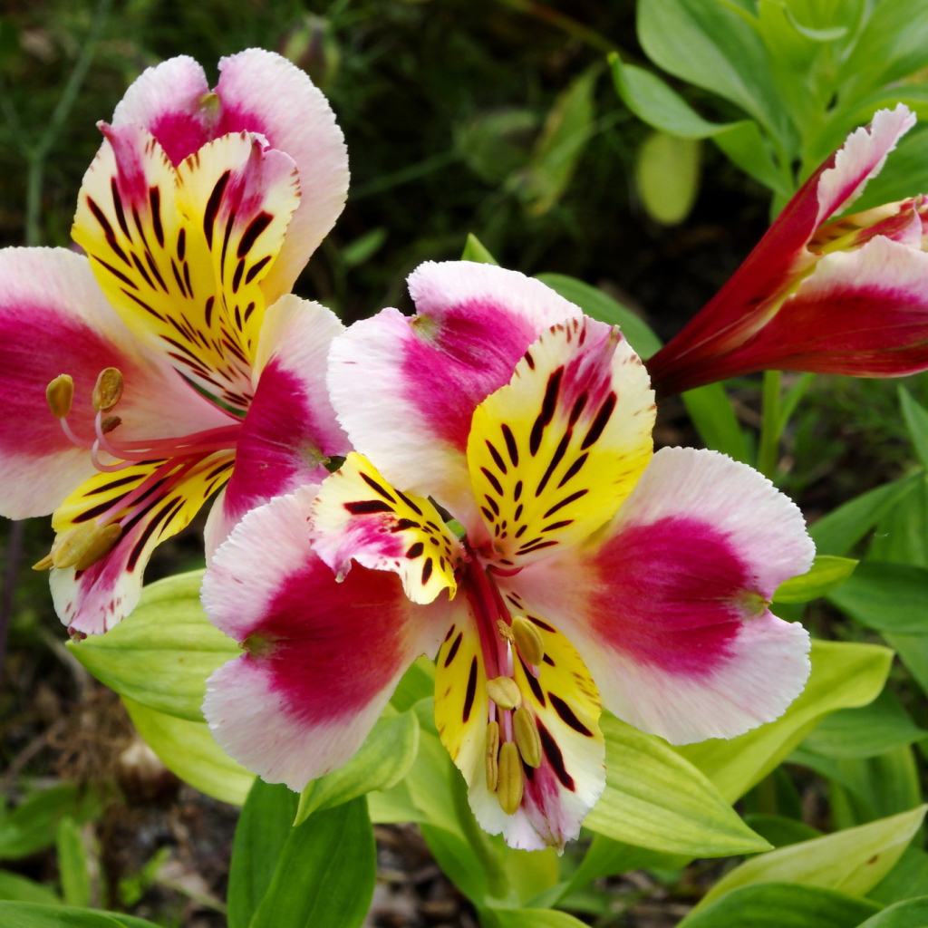 Красивая альстремерия на дачном участке