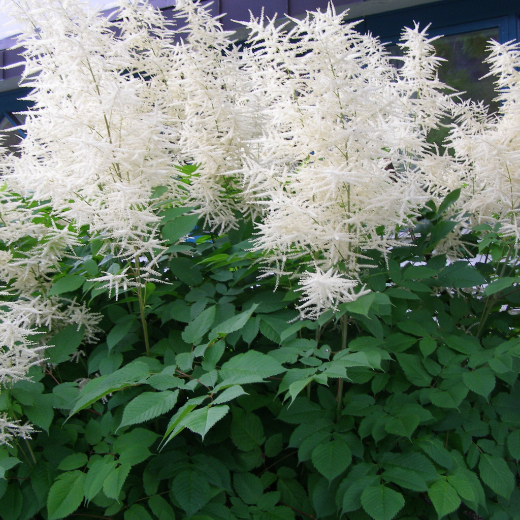 Красивая астильба на дачном участке