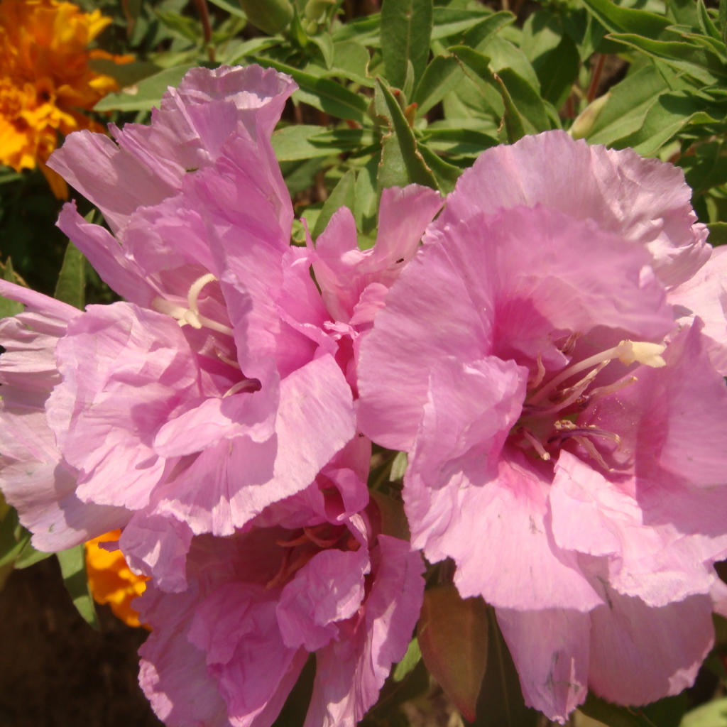 Красивая кларкия (годеция) на дачном участке