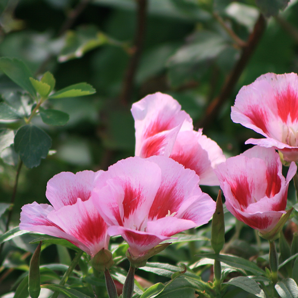 Красивая кларкия (годеция) в саду