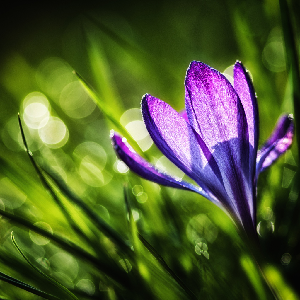 Красивый цветок Крокус в саду