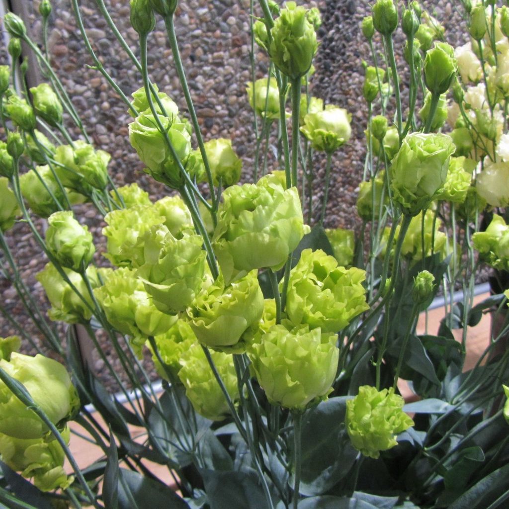 Красивая эустома (ирландская роза) в саду