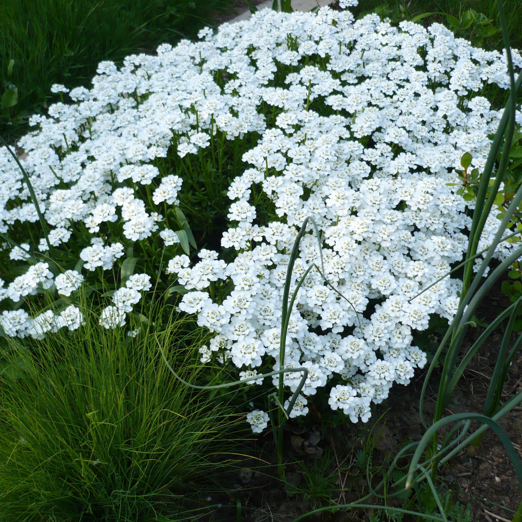 Красивый иберис на дачном участке