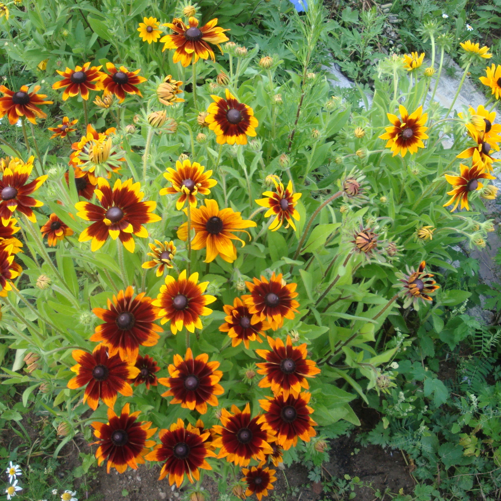Красивая рудбекия на дачном участке
