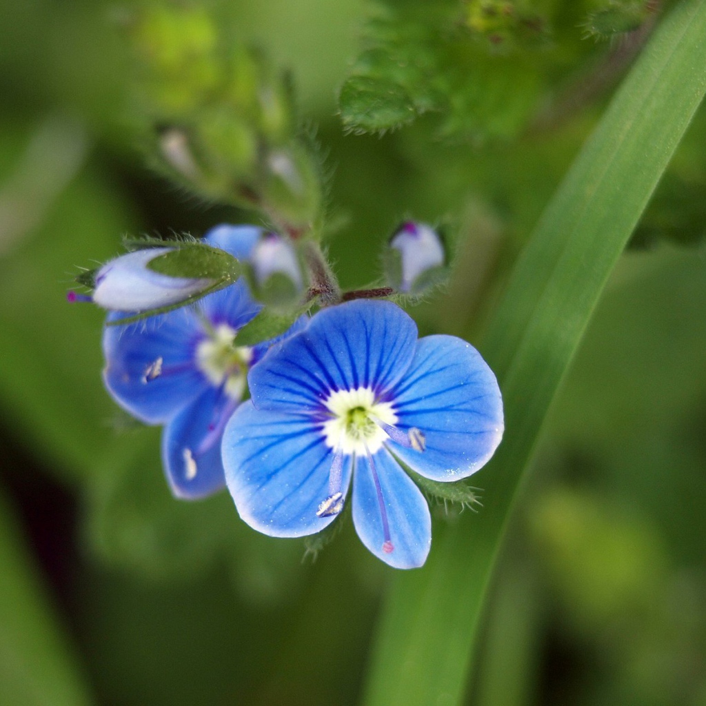 Красивая вероника в саду