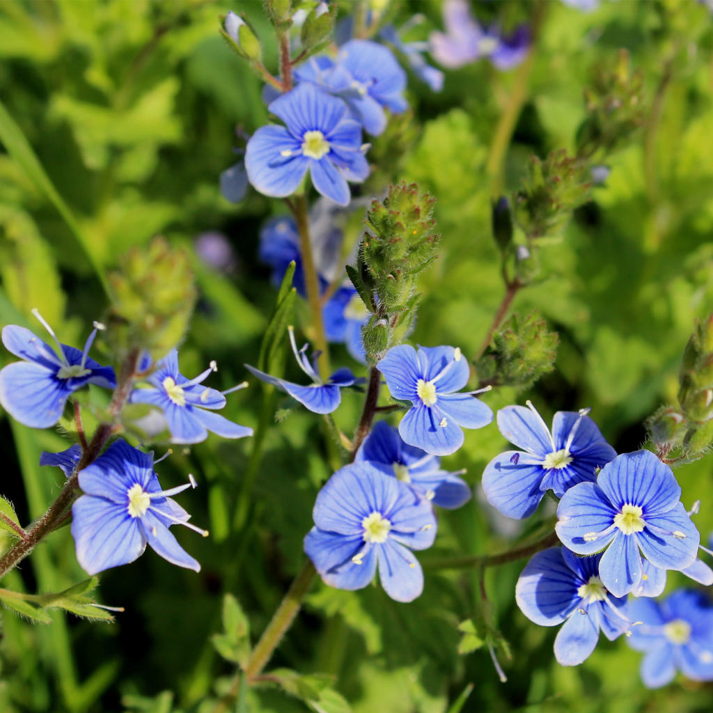 Красивая вероника на дачном участке