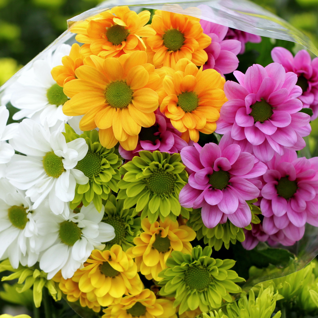 Красивые и яркие цветы хризантема