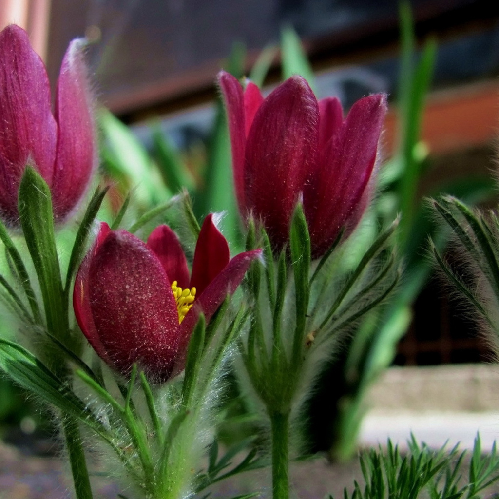 Красивая анемона в саду