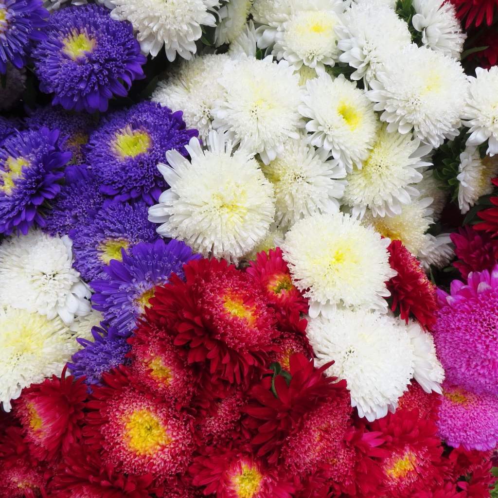 Красивая астра на дачном участке