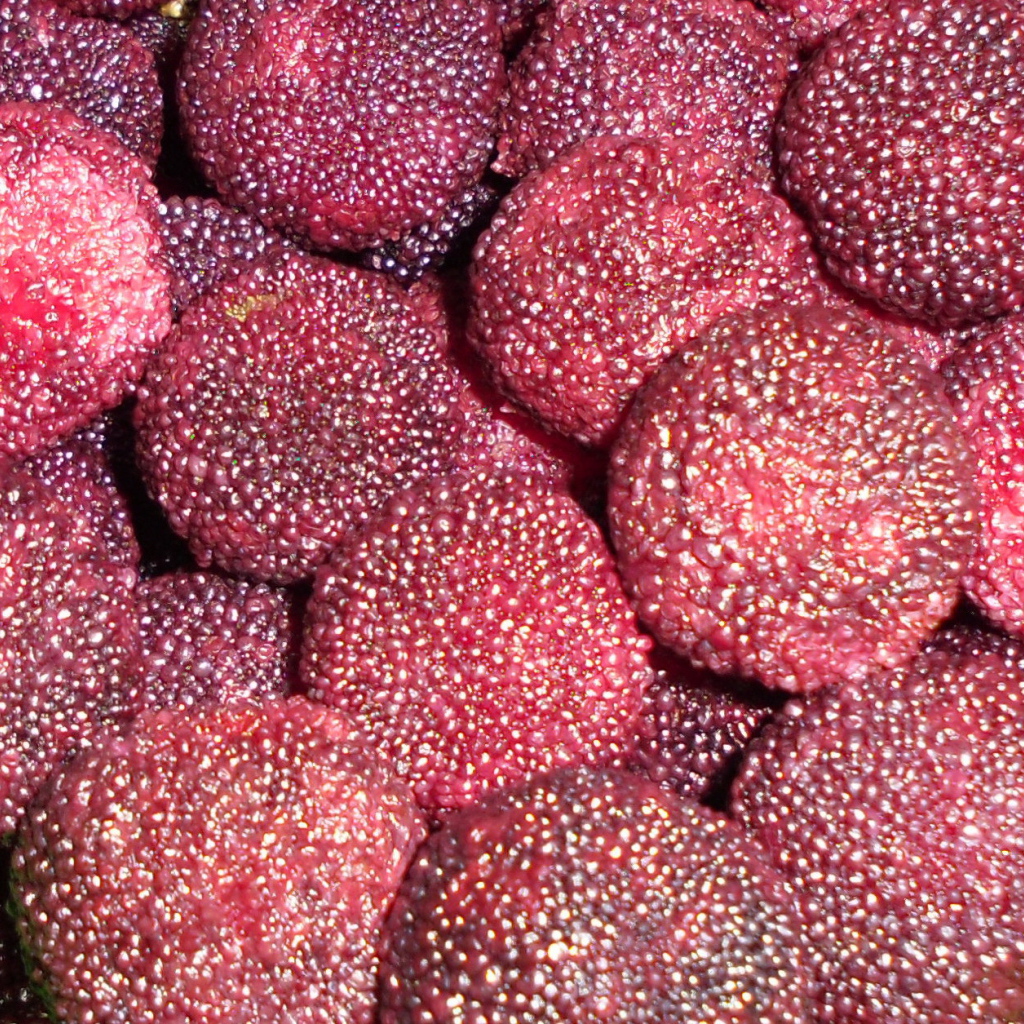 Красивые ягоды восковник из сада