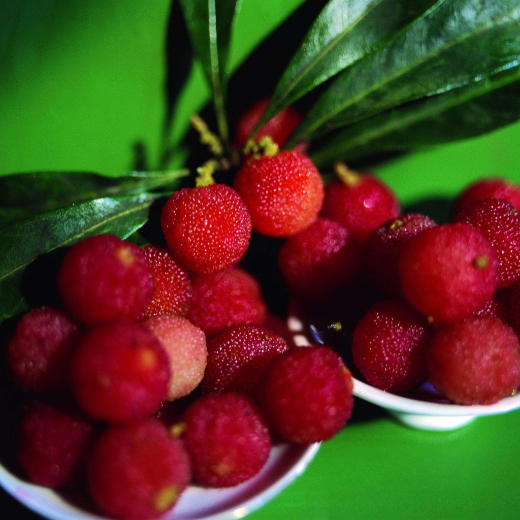 Красивые ягоды растения восковник