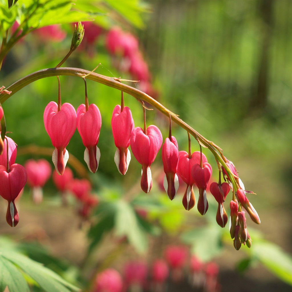 Красивые цветы дицентра в лесу